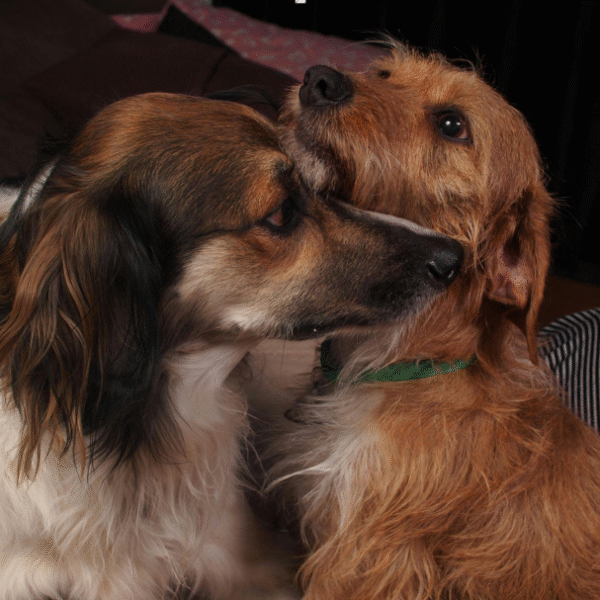 How to Choose Reliable Dog Transport Services in Bangalore for Your Four-Legged Friend