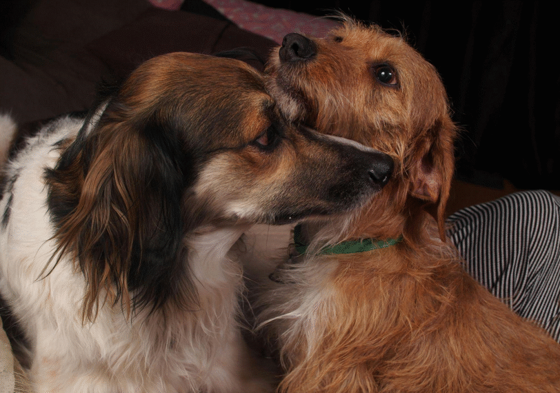 How to Choose Reliable Dog Transport Services in Bangalore for Your Four-Legged Friend