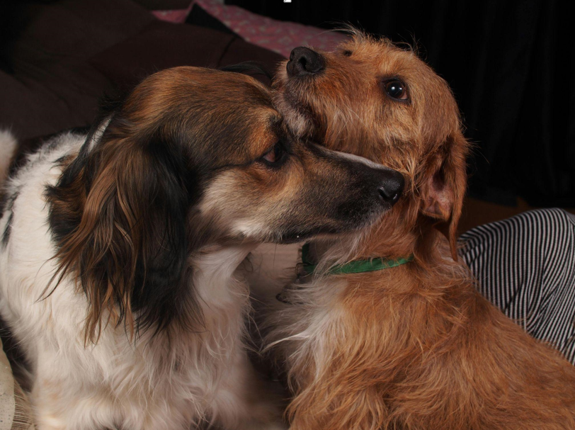 How to Choose Reliable Dog Transport Services in Bangalore for Your Four-Legged Friend